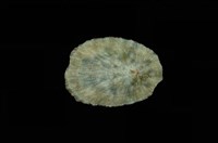 藏品(花笠螺)的圖片